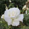 Silver Anniversary - Hybrid Tea (Standard Rose)