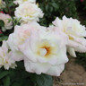 Silver Wedding  (Standard Rose)