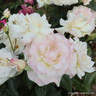 Silver Wedding  (Standard Rose)