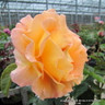 Whisky Mac (Standard Rose)