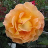 Whisky Mac (Standard Rose)