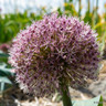 Allium 'Karataviense'