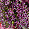 Allium 'Miami'  PACK 5  Bulbs