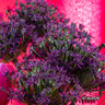 Allium 'Miami'  PACK 5  Bulbs