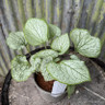Brunnera 'Silver Spear' 2ltr