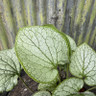 Brunnera 'Silver Spear' 3L