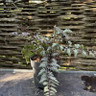 Fern - Athyrium niponicum 'Metallicum'