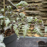 Fern - Athyrium niponicum 'Metallicum'