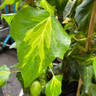 Hedera 'Sulphur Heart' (2L)