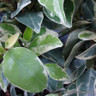 Trachelospermum 'Variegata' (3L)