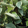Trachelospermum 'Variegata' (3L)