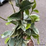 Trachelospermum 'Variegata' (3L)