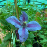 Clematis mix (3L)