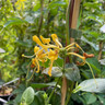 Lonicera 'Scentsation' (3L)