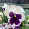 Pansy 6 pack - mixed varieties