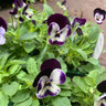 Viola 6 pack - mixed varieties (upright or trailing)