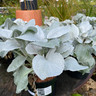 Senecio 'Angel Wings' 3L