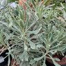 Euphorbia 'Silver Swan' 3L