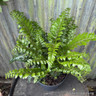 Polystichum polyblepharum (Fern) 10ltr