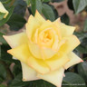 Grandpa Dickson - Hybrid Tea Rose
