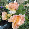 It's a Wonderful Life - Floribunda Rose