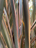 Phormium 'Pink Stripe'