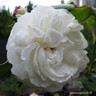 Boule de Neige - Shrub Rose