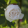 Boule de Neige - Shrub Rose
