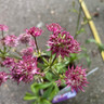 Astrantia 'Star of Beauty' 3ltr pot