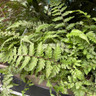 Athyrium niponicum pictum 1ltr pot