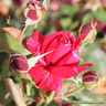 Henri Matisse - Shrub Rose