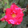 Henri Matisse - Shrub Rose