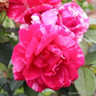 Henri Matisse - Shrub Rose