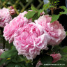 Jacques Cartier - Shrub Rose