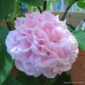 Jacques Cartier - Shrub Rose