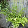 Cyrtomium fortunei clivicola (Fern) M