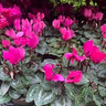 Cyclamen SPECIAL OFFER