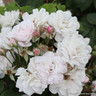 Blush Noisette- Shrub Rose