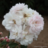 Blush Noisette- Shrub Rose