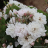 Blush Noisette- Shrub Rose