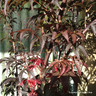 Acer palmatum 'Skeeters Broom' 10ltr