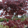 Acer palmatum 'Fireglow' (p26)