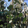 Eucalyptus glaucescens 6-7ft - 10ltr