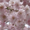 Prunus 'Pandora' (Ornamental Cherry) 200/250