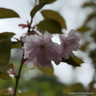 Prunus 'Kanzan' - Ornamental cherry BAREROOT