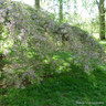 Prunus 'Pendula Rubra' - Weeping Cherry BAREROOT