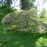Prunus 'Pendula Rubra' - Weeping Cherry BAREROOT