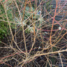 Cornus 'Midwinter Fire' - 10ltr