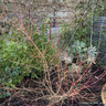 Cornus 'Midwinter Fire' - 10ltr