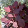 Cotinus coggygria 'Lilla' (Smoke Bush) - 3ltr pot